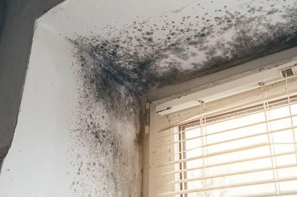 Affordable Basement Mold Removal solutions in Sharpsburg, MD